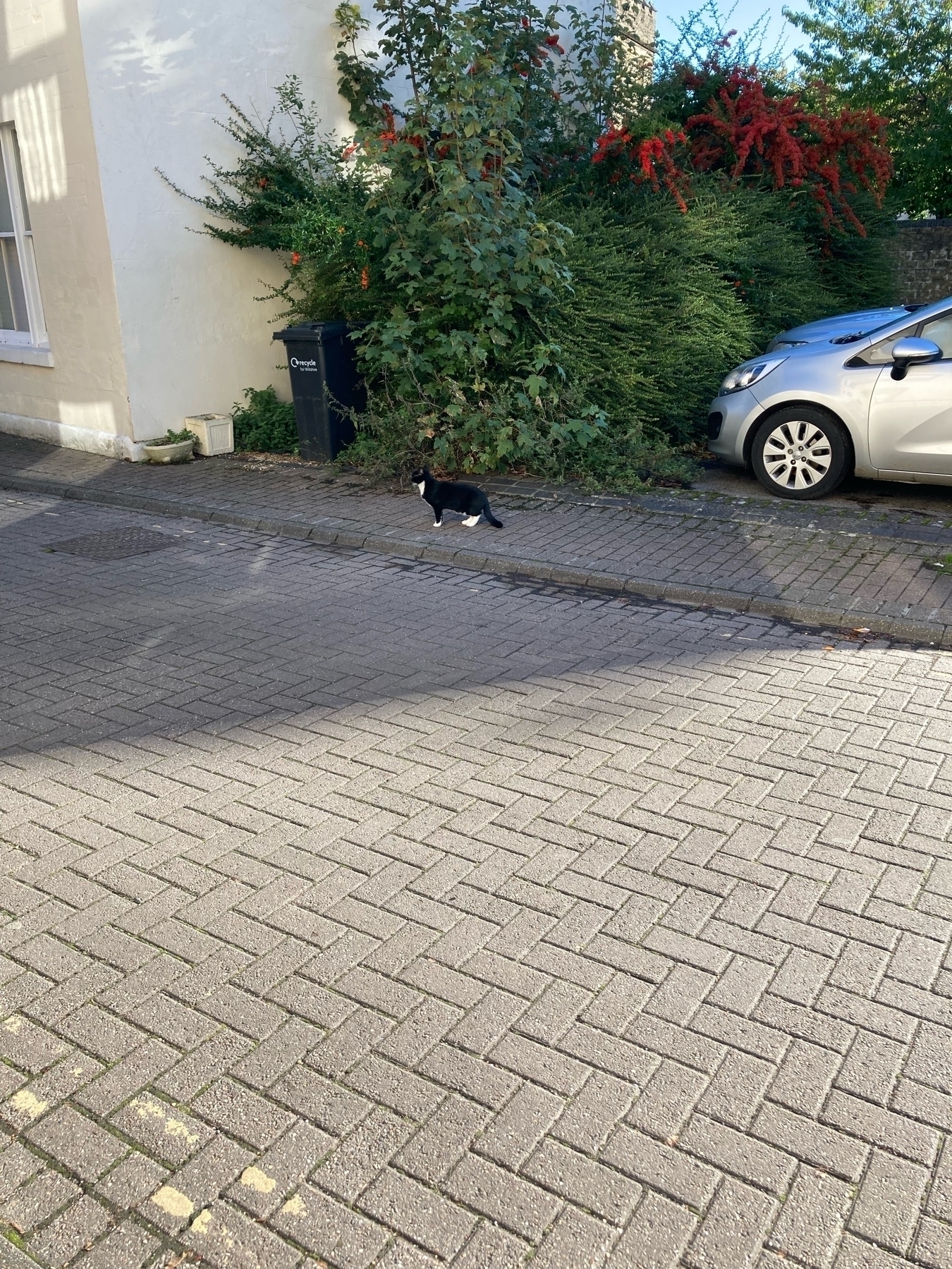 A black and white cat standing alert in the street.